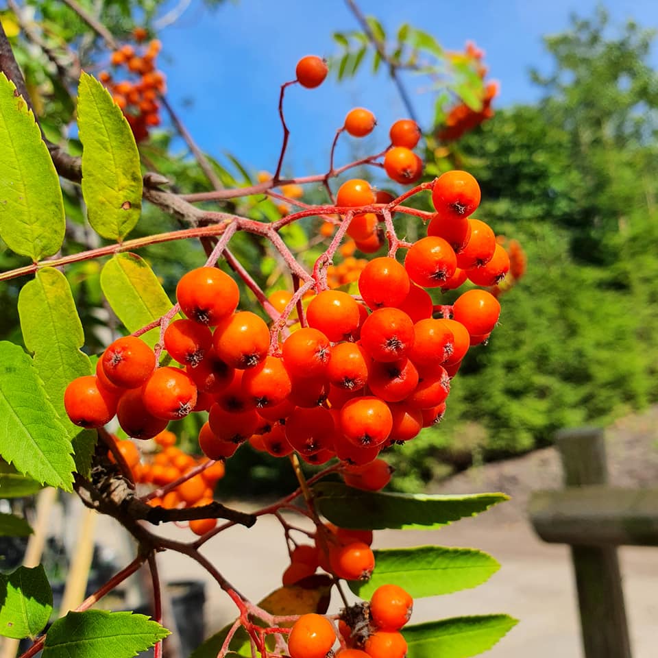 Sorbus Apricot Queen - Mountain Ash Rowan