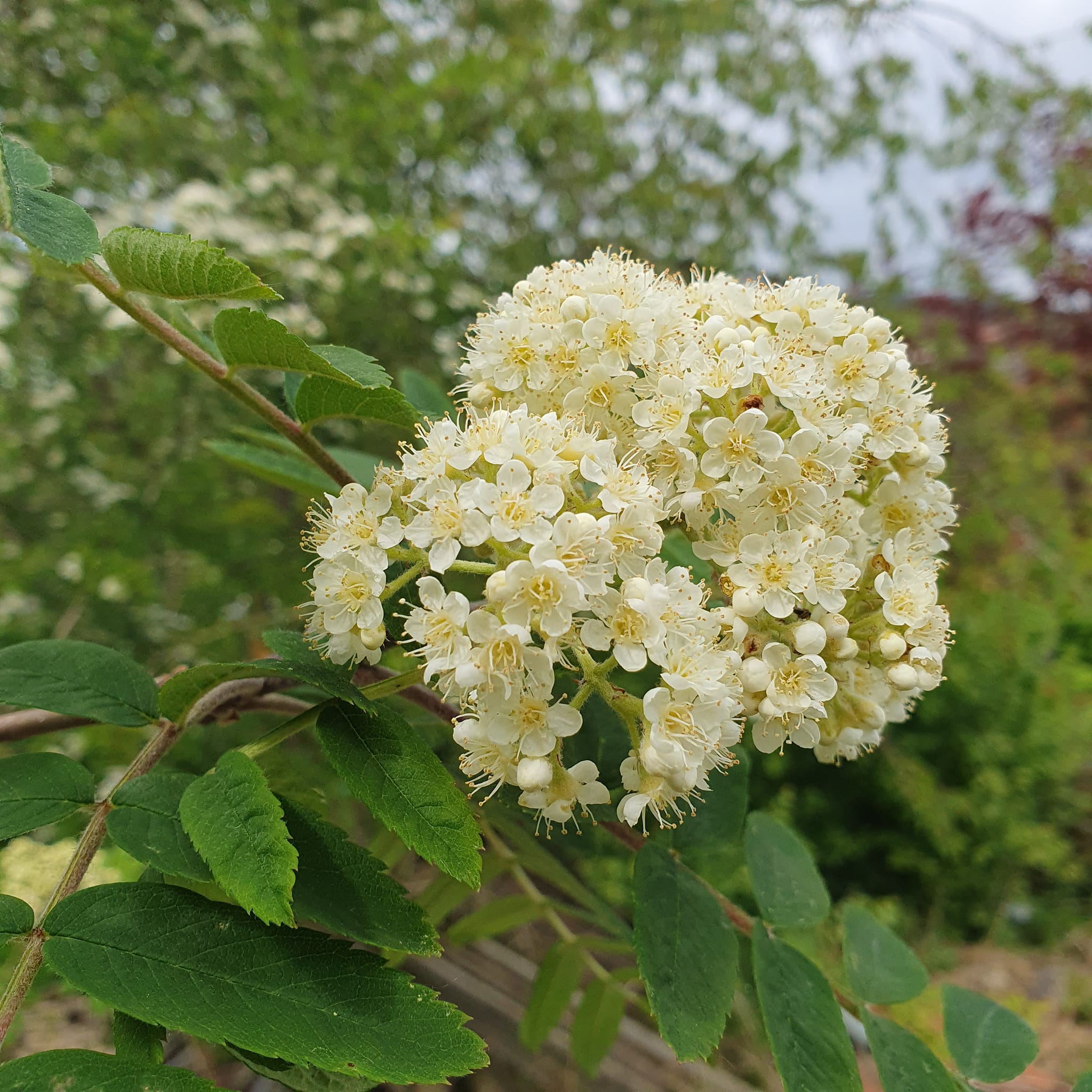 Sorbus Apricot Queen - Mountain Ash Rowan