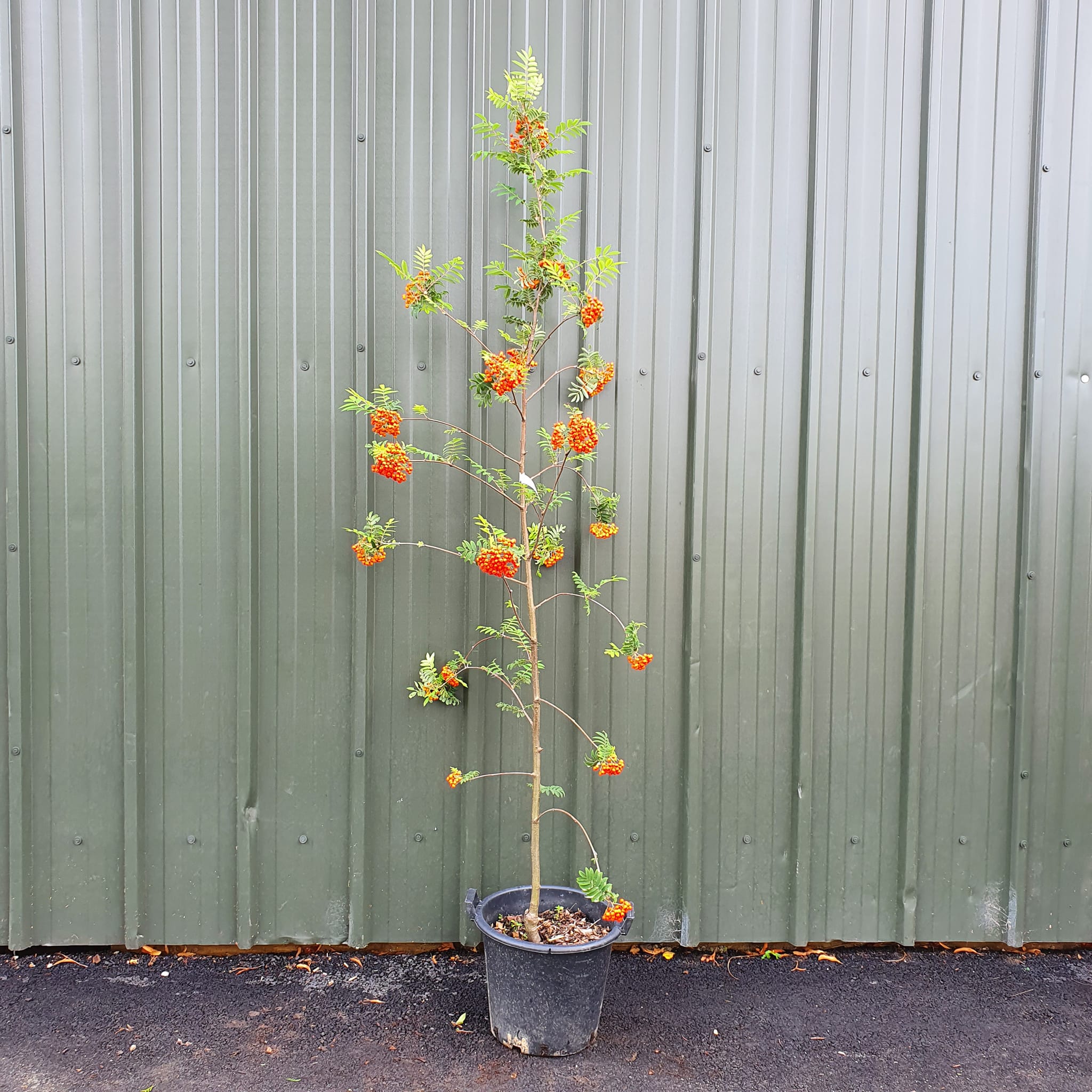 Sorbus aucuparia - Common Rowan Mountain Ash 50L