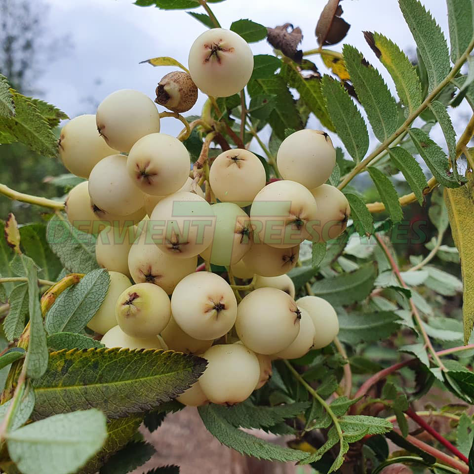 Sorbus cashmiriana - Kashmir Rowan
