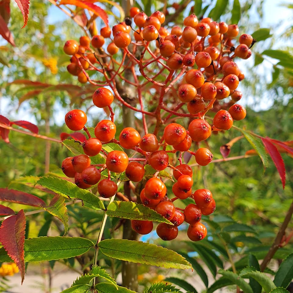 Sorbus commixta - Japanese Rowan