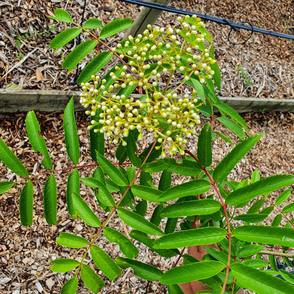 Sorbus commixta - Japanese Rowan