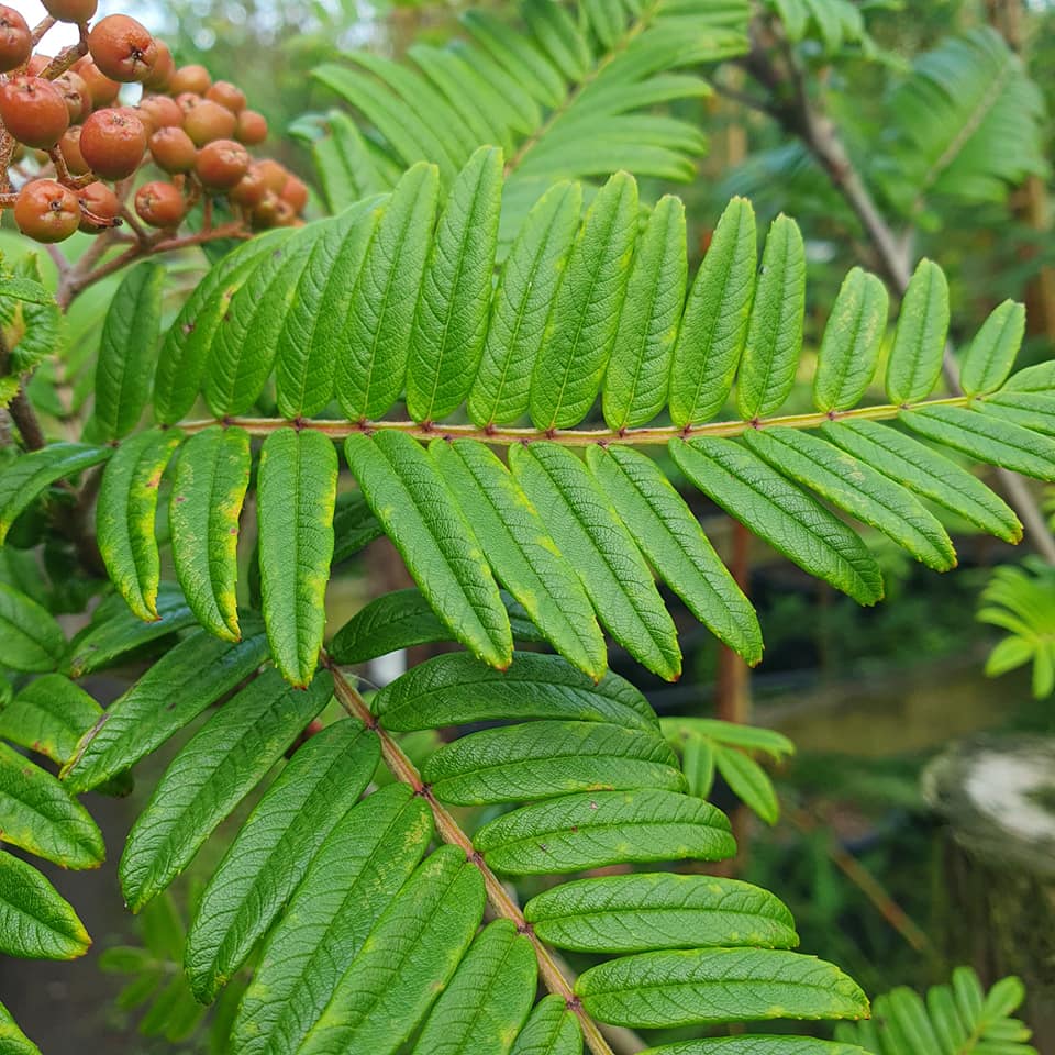 Sorbus scalaris - Chinese Rowan or Mountain Ash