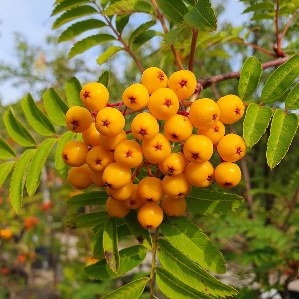 Sorbus aucuparia - Sunshine Yellow - Rowan
