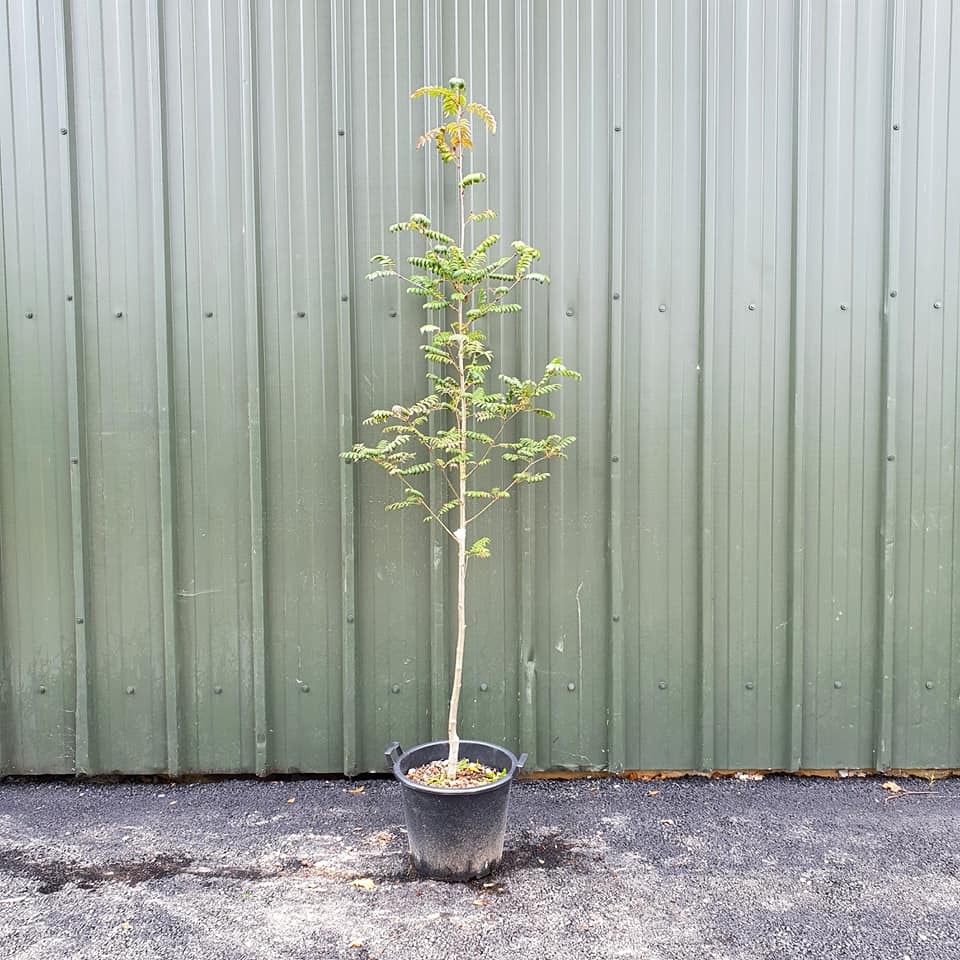 Sorbus Apricot Queen - Mountain Ash Rowan