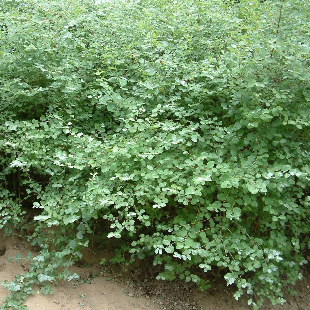 Snowberry Bush Hedging - Symphoricarpos albus 40-60cm Bareroot