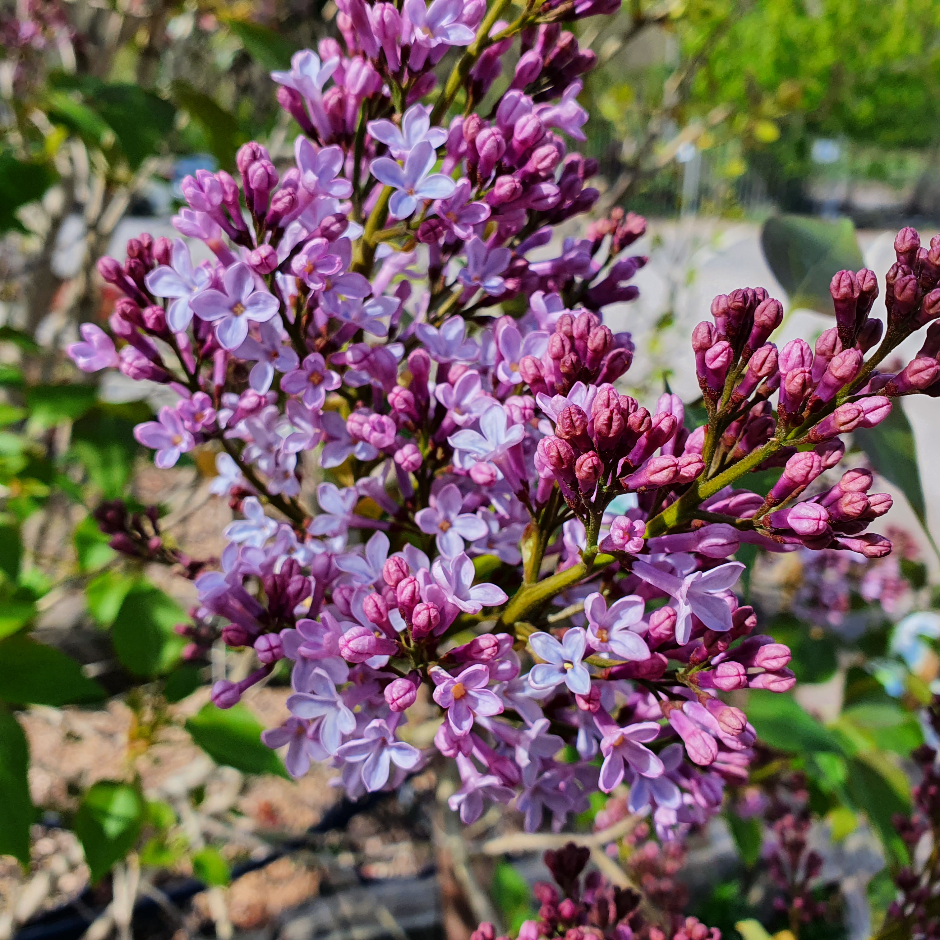 Syringa Marechal Foch - Lilac