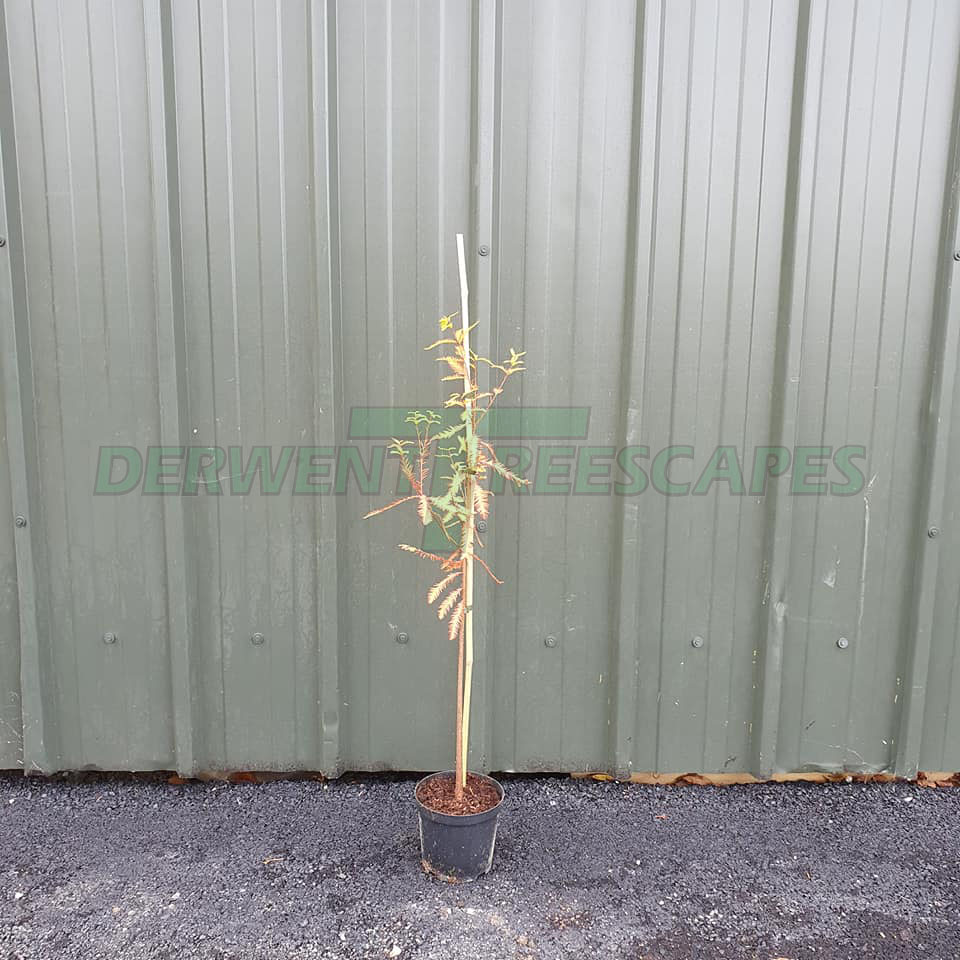 Taxodium distichum - Swamp Cypress 3L