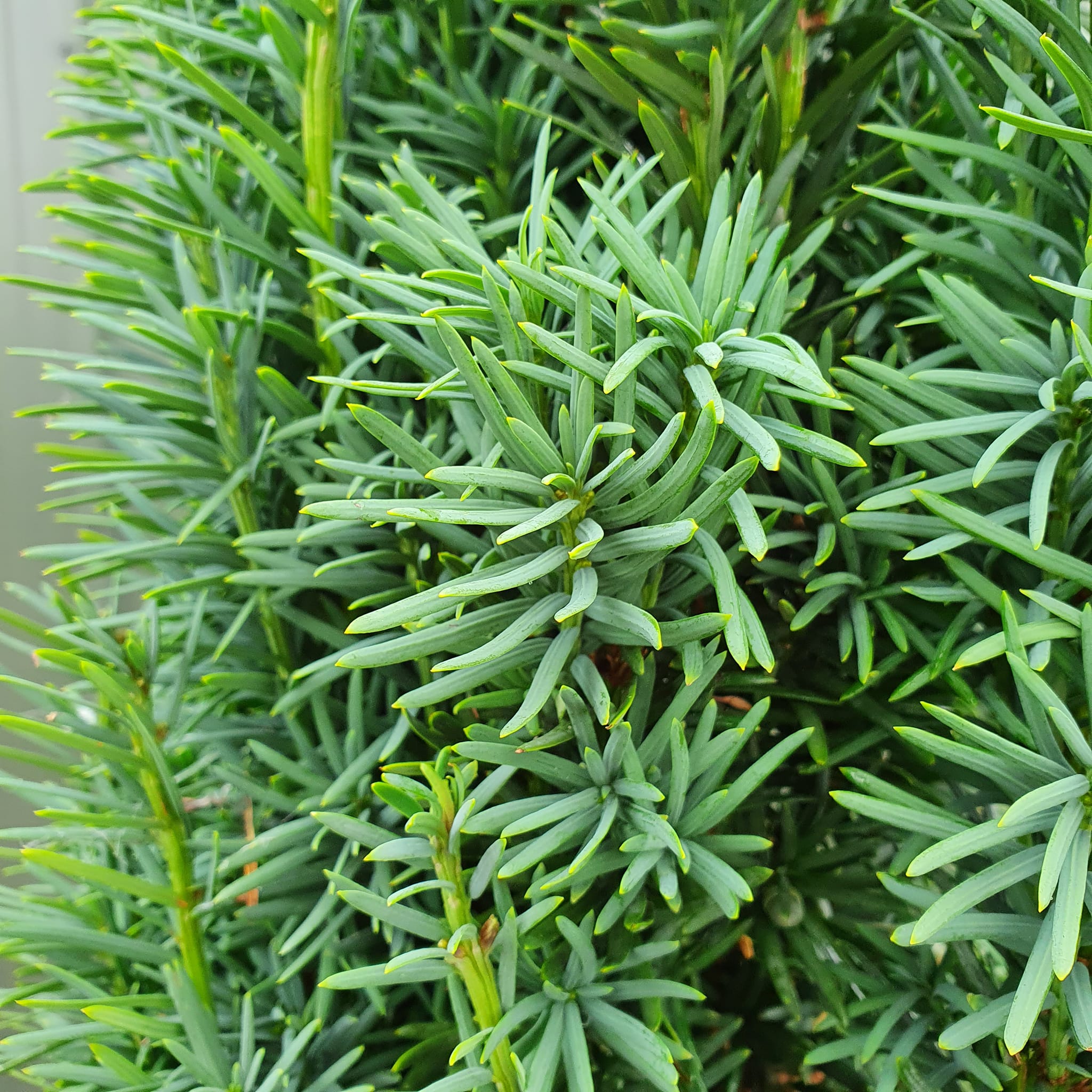 Taxus baccata Fastigiata - Irish Yew