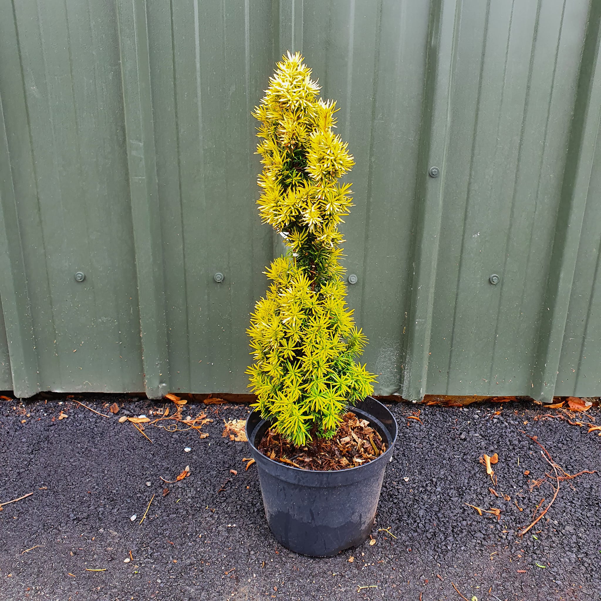 Taxus standishii - Golden Yew