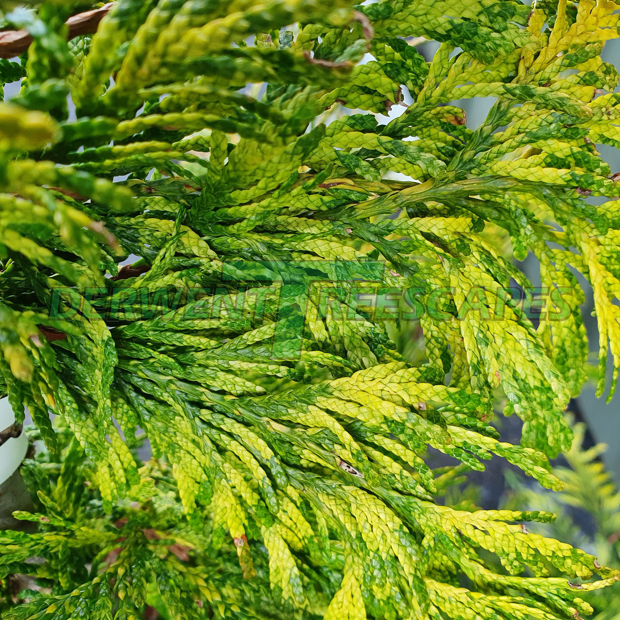 Thuja plicata Zebrina - Western Red Cedar
