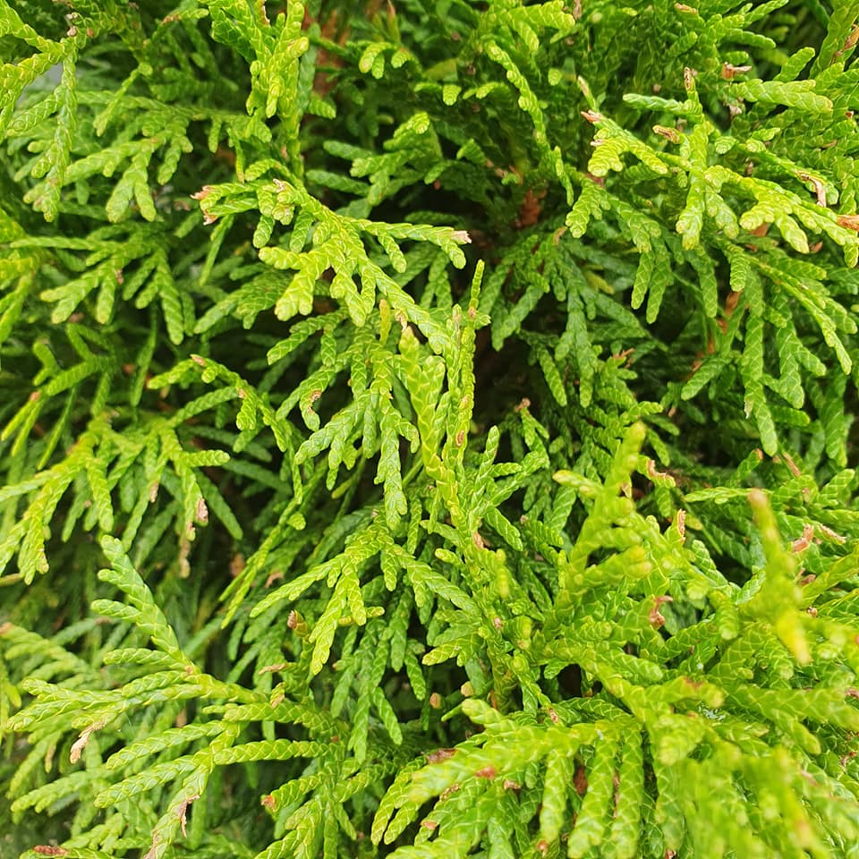 Thuja occidentalis Smargd - 20L