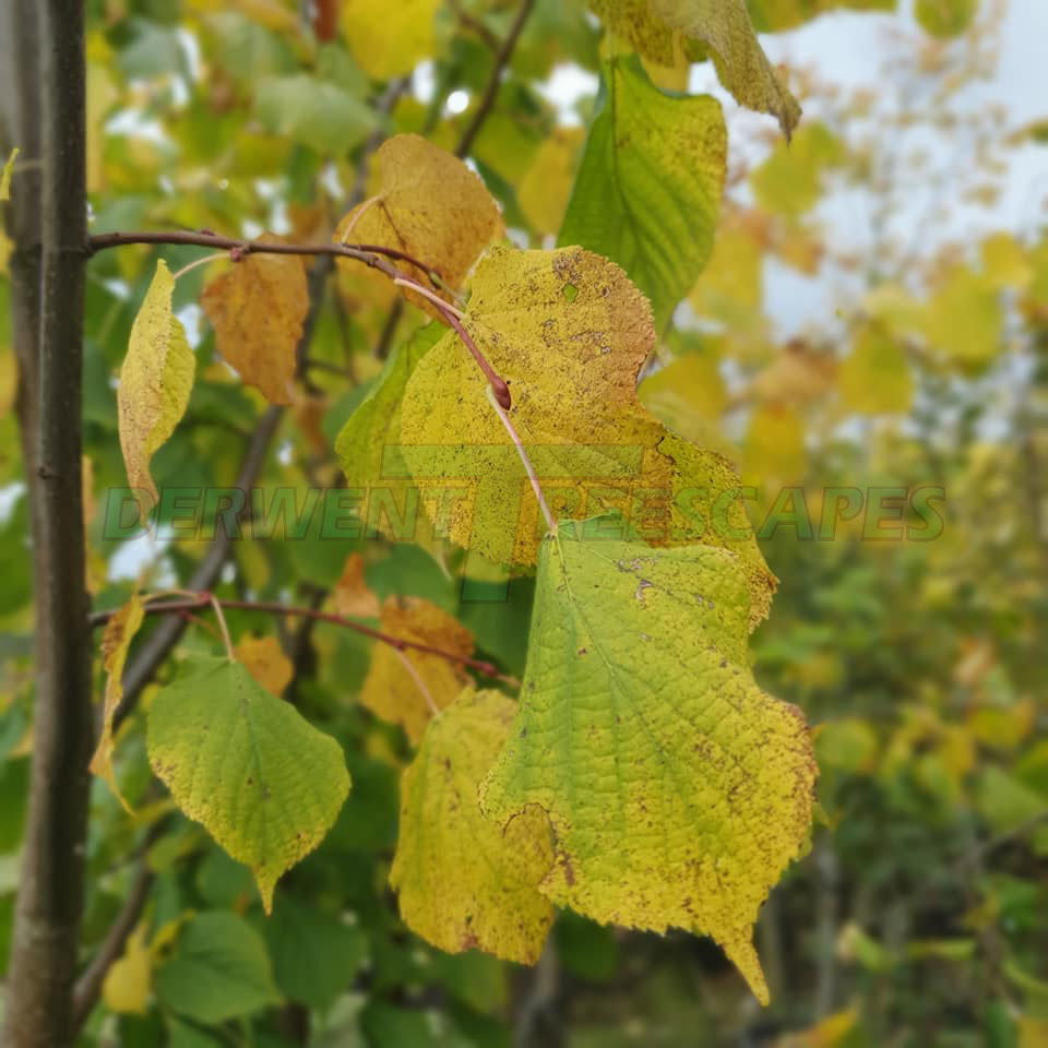 Tilia europea pallida - Common Kings Lime - 50L