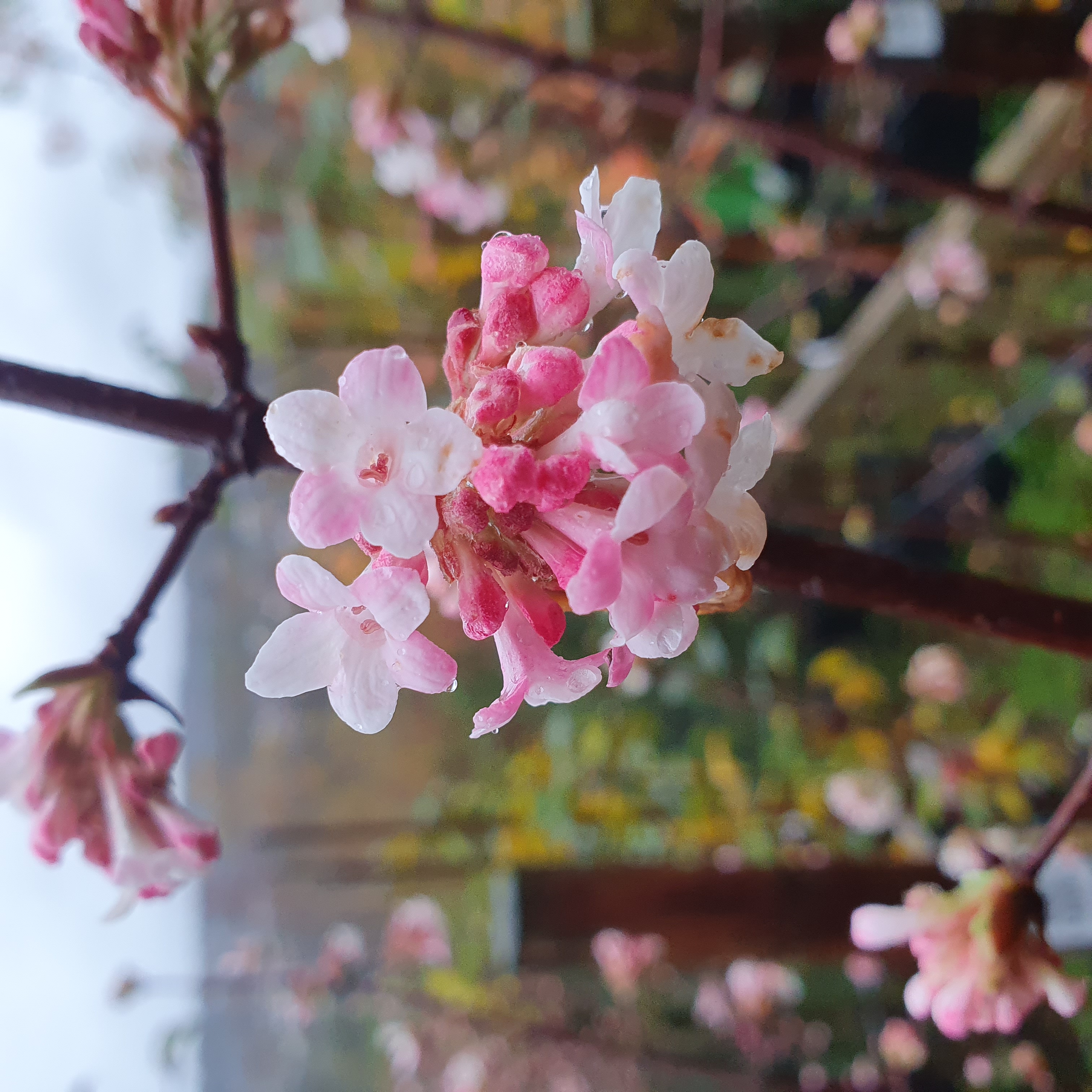 Viburnum x Bodnantense Dawn 150cm
